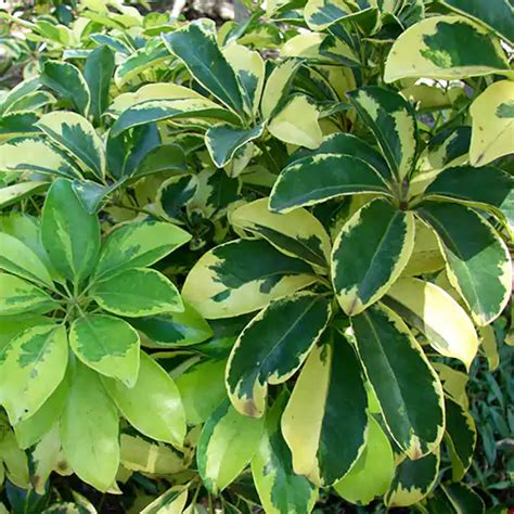 Schefflera Arboricola | Golden Schefflera – Lalit Enterprise