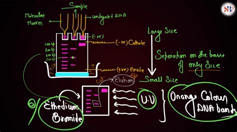 The Process Biotechnology Grade 12 的图像结果