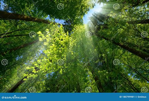 Tree Canopy 的图像结果
