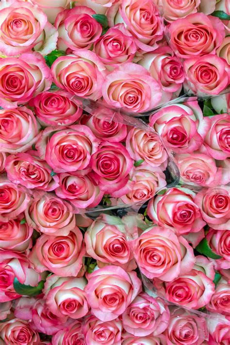 Parisian Market Flowers – Peter's Travel Blog