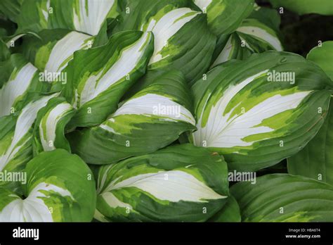 Wavy plantain lily, Hosta undulata Stock Photo - Alamy