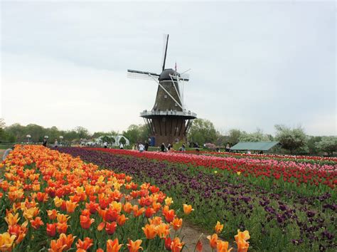 Holland Michigan Tulip Festival 2025 Tickets: Your Passport to Blooming ...