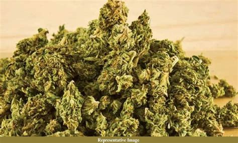 Secunderabad GRP Busts Interstate Ganja Racket; Two Held With 6.8kg ...