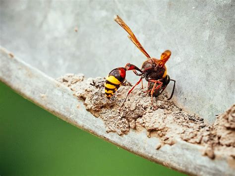 How to Safely Get Rid of Wasps Without Getting Stung - Garden Betty