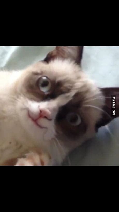 Image result for Grumpy Cat Smiling