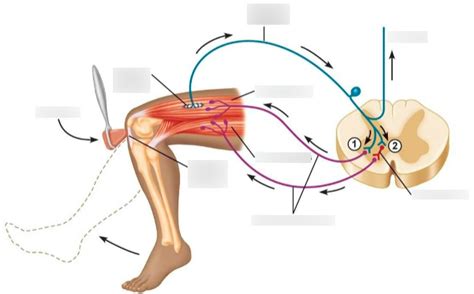 Image result for Reflex Arc Example