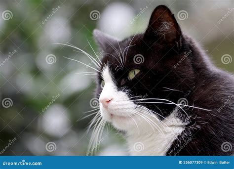 Close up of house cat stock image. Image of brown, beautiful - 256077309