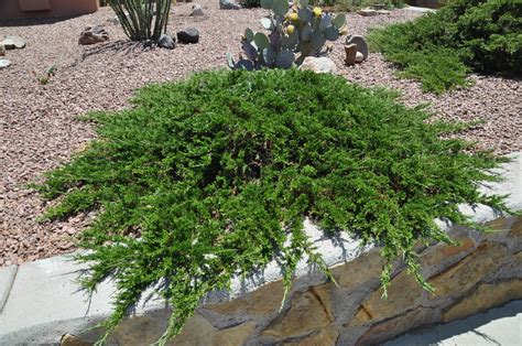Juniperus Sabina 'Tamariscifolia' - FleurExcel Inc.