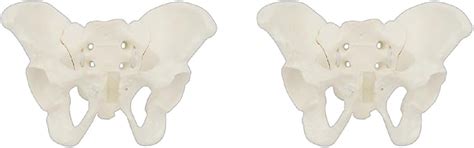 Size Female Pelvis Model Flexible Anatomy Model Hip Bone Pelvic ...