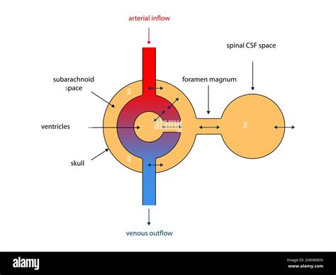 Ventricular system. Cross Section of a Human brain with ventricles and Cerebrospinal fluid ...