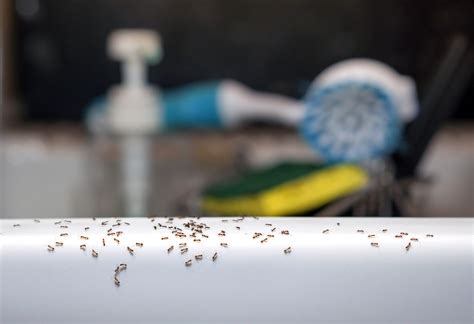 Tiny Ants Near Kitchen Sink | Besto Blog