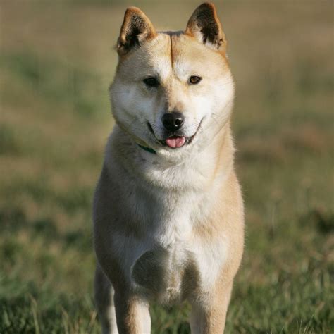 The Jindo Dog: A Comprehensive Guide to the Korean National Treasure