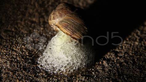 Salt On Snails And Slugs at Clarence Swingle blog
