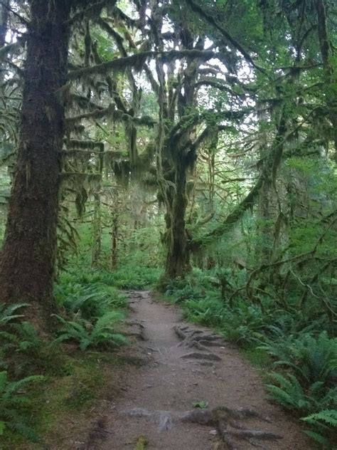 FALLS CREEK CAMPGROUND: Reviews (Quinault, WA) - Photos of Campground ...