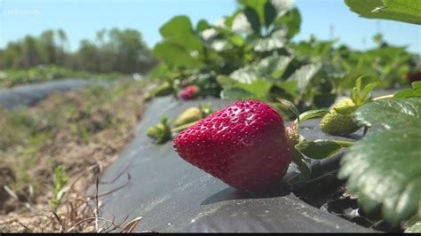 Cottle Strawberry Farm welcomes strawberries, U-Pick farm events | wltx.com