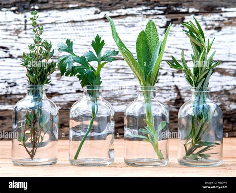 Bottle of essential oil with herbs rosemary, sage,parsley and t Stock ...