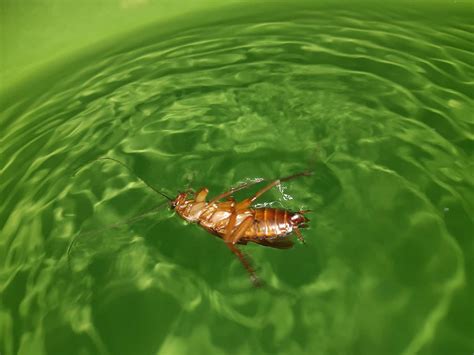 Can Cockroaches Swims? 7 Facts About How They Handle Water - A-Z Animals