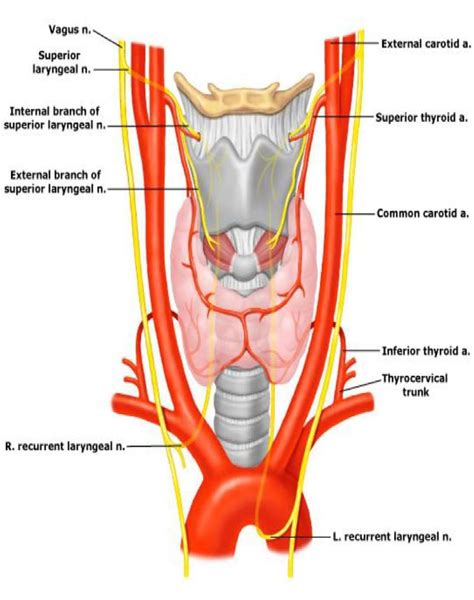 Laryngeal Innervation With Diagrams DNB ENT 2013 - DNB Mentors