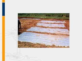 Image result for Soil Solarization Methods