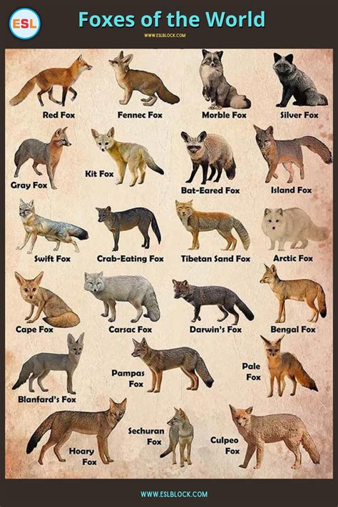 Different Types of Wolves 的图像结果