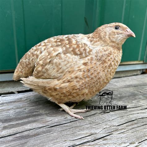 Jumbo Brown Coturnix Quail Hatching Eggs for Sale — Thieving Otter Farm