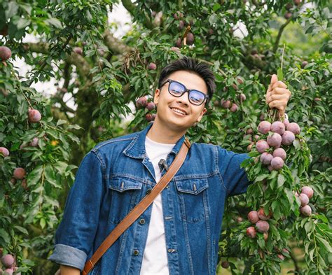 Summer to pick ripe ruby plums in Moc Chau garden
