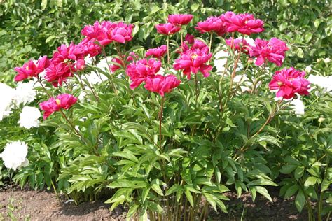 Karl Rosenfield Peony | Plant by Number