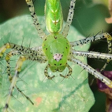🔥 Close up of a Peucetia Viridans (Green Lynx Spider) from my garden. Check them spikes! : r ...
