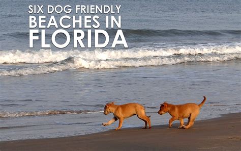 Which Beaches Allow Dogs In Florida