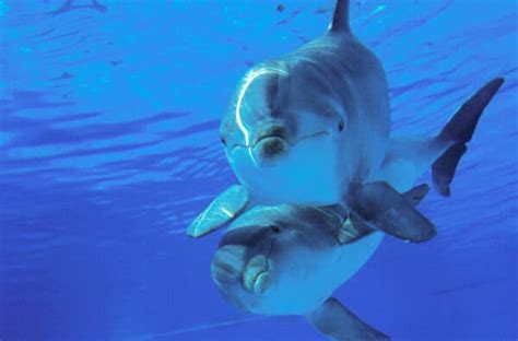 Dolphin 的图像结果