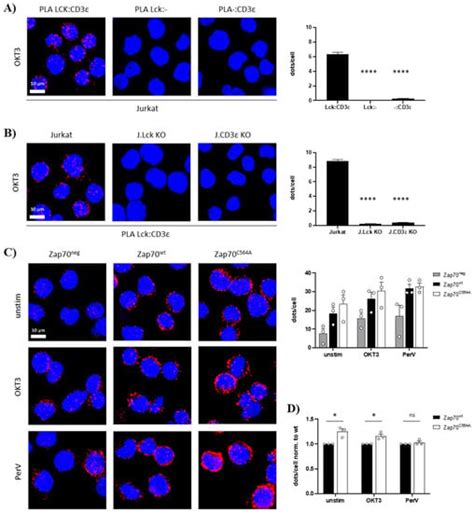 A Cysteine Residue within the Kinase Domain of Zap70 Regulates Lck ...