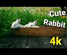 Image result for Cute Rabbit 4K