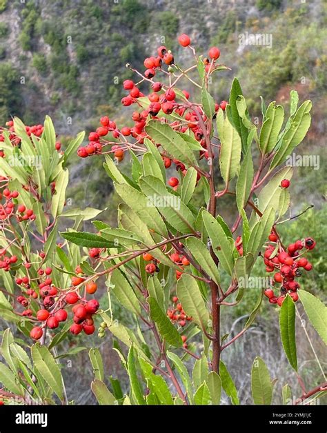 Toyon (Heteromeles arbutifolia Stock Photo - Alamy