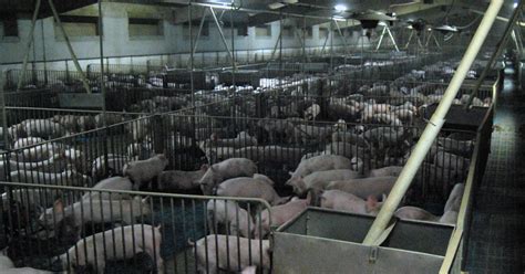 Factory Farming 的图像结果