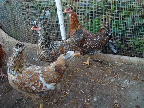 Swedish Flower Hen - Hedgerow Henporium for Garden Chickens