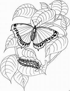 ausmalbild schmetterling und raupe schmetterling und raupen ausmalbild malvorlage tiere ausmalbild schmetterling und raupe schmetterling und raupen ausmalbild malvorlage tiere