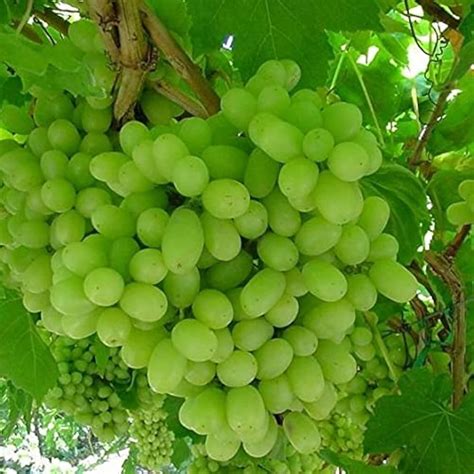 Thompson Seedless Grape Vine - Live Sweet Green Fruit Plant
