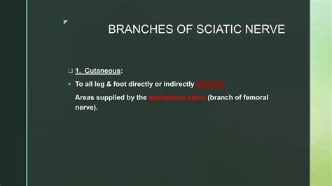 Sciatic nerve | PPTX