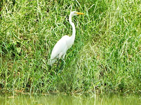 Great White Egret | BirdForum