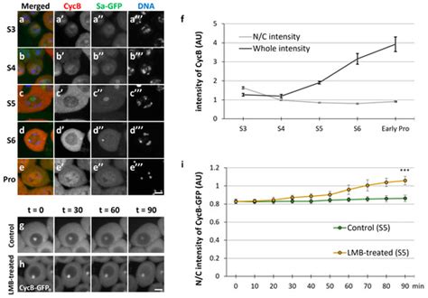 Cells | Special Issue : Nuclear Pore Complex in Nanomedicine 2.0