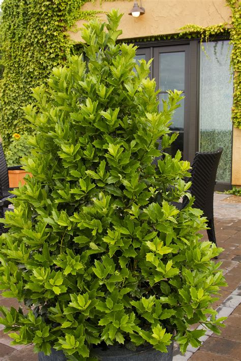Oak Leaf Holly Monrovia - Plant of the Week: Oakland Holly - TPAYW