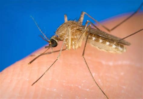 West Nile Virus - Cause, Signs, Symptoms, Rash, Prevention & Treatment