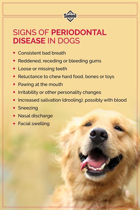 Nine tips for better pet dental care – Artofit
