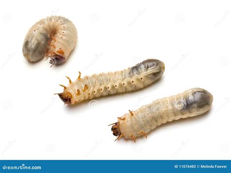 Beetle Larvae Stock Photography - Image: 11076482