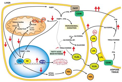Biology | May 2022 - Browse Articles