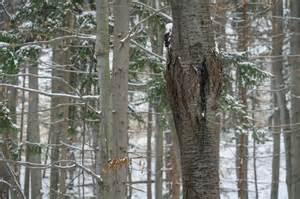 Image result for Trees Explode Cold