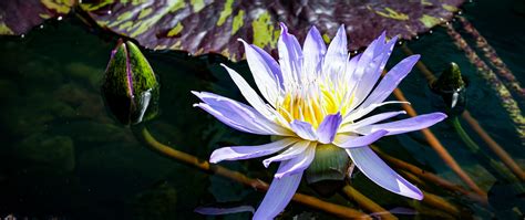Download wallpaper 2560x1080 blue lotus, lotus, flower, pond ...
