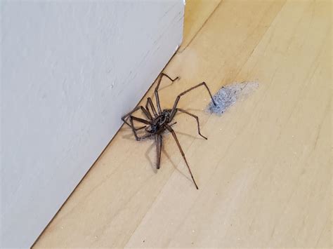 Giant House Spider Location at Scott Steward blog