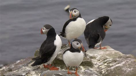 Giant puffin sculptures to highlight plight of Jersey birds | ITV News ...