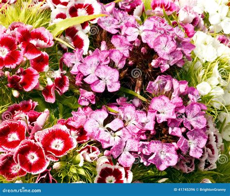 Sweet William Flowers in Bloom Stock Photo - Image of dianthus, purple ...